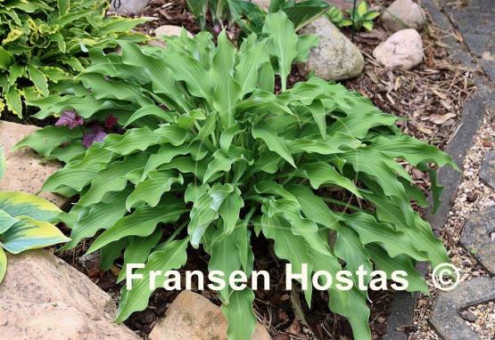 Hosta Pineapple Poll